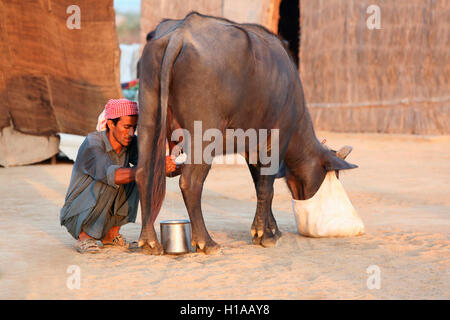 Tribal Mann melken, fakirani Jat, medi Dorf Kutch, Gujarat, Indien Stockfoto