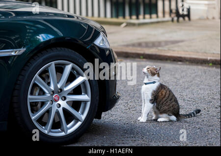 London, UK. 22. Sep, 2016.  Larry sitzt die Katze außerhalb Nummer 10 Downing Street vor Martin Schulz, Präsident des Europäischen Parlaments, Ankunft spricht mit Theresa May, Premierminister. Bildnachweis: Stephen Chung/Alamy Live-Nachrichten Stockfoto