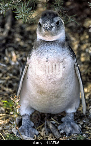 Chubut, Argentinien. 4. Februar 2003. Ein junger Magellan Pinguin (Spheniscus Magellanicus) an der Punta Tombo National Reserve. An zentralen Küste Argentiniens, südlich von Trelew in Provinz Chubut es ist bekannt für seine riesigen Kolonie von Pinguinen nisten und ist eine beliebte Touristenattraktion. Das wissenschaftliche Projekt schützt das Ökosystem und forscht über die Magellan-Arten. © Arnold Drapkin/ZUMA Draht/Alamy Live-Nachrichten Stockfoto