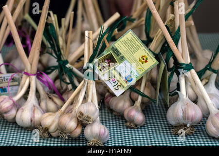 Italien Piemont Turin "Mutter Erde - Salone del Gusto 2016' - das Thema der diesjährigen Ausgabe ist LOVING THE EARTH - Friaul Knoblauch von Reschen Stockfoto