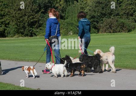 London, UK. 23. Sep, 2016. Frauen Spaziergang mit seinem Hund an einem warmen sonnigen Tag Regents Park Credit: Amer Ghazzal/Alamy Live-Nachrichten Stockfoto