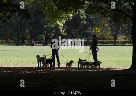 London, UK. 23. Sep, 2016. Frauen Spaziergang mit seinem Hund an einem warmen sonnigen Tag im Regents Park Credit: Amer Ghazzal/Alamy Live-Nachrichten Stockfoto