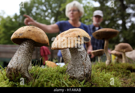 Rostock, Deutschland. 23. Sep, 2016. Vorbereitungen für die 38. Pilz Landesausstellung auf die botanische Garrden in Rostock, Deutschland, 23. September 2016. Die traditionelle Ausstellung vom 24. bis 25. September 2016 zeigt weniger Arten dieses Jahr aufgrund der Trockenheit. Die ersten Europäischen Tag der Pilze erfolgt ebenfalls am 24. September. Laut den Organisatoren wird in sechs verschiedenen Ländern beteiligt. Foto: BERND WUESTNECK/Dpa/Alamy Live News Stockfoto