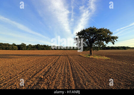 Chessington, Surrey, UK. 23. Sep, 2016. Neu gepflügten und gesäten Feld von Winterweizen auf Rushett Farm in Chessington, Surrey an einem warmen und sonnigen Nachmittag. Bildnachweis: Julia Gavin UK/Alamy Live-Nachrichten Stockfoto