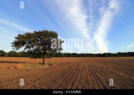 Chessington, Surrey, UK. 23. Sep, 2016. Neu gepflügten und gesäten Feld von Winterweizen auf Rushett Farm in Chessington, Surrey an einem warmen und sonnigen Nachmittag. Bildnachweis: Julia Gavin UK/Alamy Live-Nachrichten Stockfoto