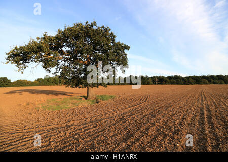 Chessington, Surrey, UK. 23. Sep, 2016. Neu gepflügten und gesäten Feld von Winterweizen auf Rushett Farm in Chessington, Surrey an einem warmen und sonnigen Nachmittag. Bildnachweis: Julia Gavin UK/Alamy Live-Nachrichten Stockfoto