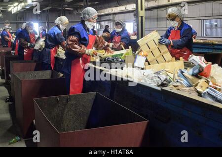 Kotowsk, Tambow, Russland. 23. Sep, 2016. Eingestellten Arbeitnehmer '' TEKO - Dienst '' bei der Sortierung von Müll © Aleksei Sukhorukov/ZUMA Draht/Alamy Live News Stockfoto