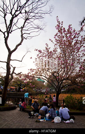 Menschen genießen die Kirschblüten im Frühling in Tokio, Japan Stockfoto