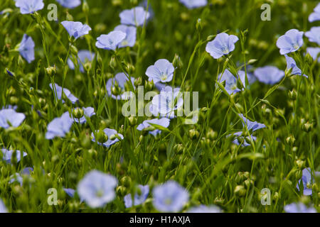 Ein Blumenfeld Leinsamen. Stockfoto