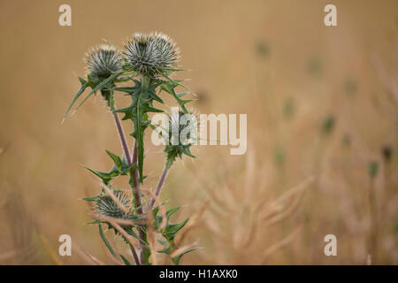 Eine Kratzdistel Pflanze. Stockfoto