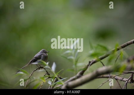 Eine graue Bachstelze auf einen kleinen Zweig. Stockfoto