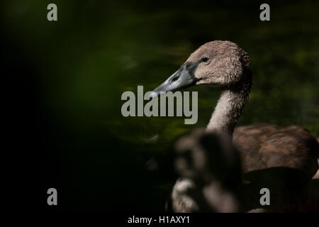 Höckerschwan Stockfoto