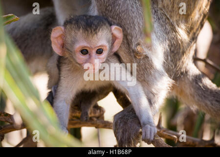 Vervet Affe (Chlorocebus Pygerythrus) Kinder- und Erwachsenen Stockfoto