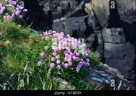 Schöne rosa Blüten. Name Meer Sparsamkeit (Armeria Maritima) wachsenden On The Rocks Stockfoto