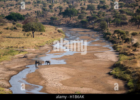 Afrikanischen Bush Elefanten (Loxodonta Africana) im Tarangire National Park Stockfoto