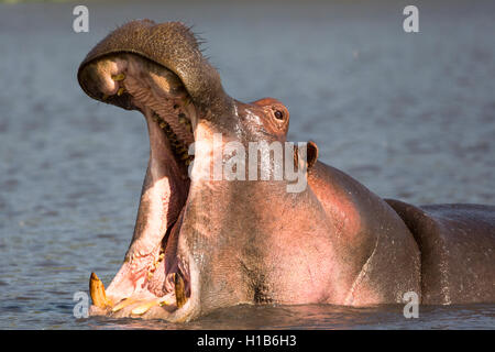 Eine wilde Flusspferd (Hippopotamus Amphibius) gähnt in der Nachmittagssonne Stockfoto