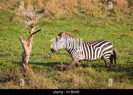 Einer Ebenen Zebra (Equus Quagga) kreuzt einen Teich in der Sonne in der Ngorongoro Crater Stockfoto