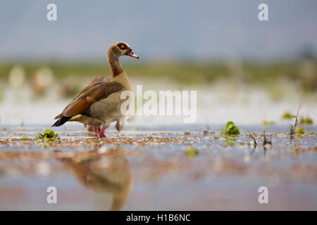 Nilgans (Alopochen Aegyptiacus) am Lake Manyara, Tansania Stockfoto