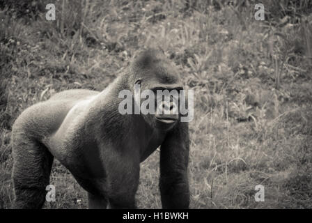 Foto eines Gorillas schön posiert in einem Zoo, verarbeitet in schwarz / weiß Stockfoto