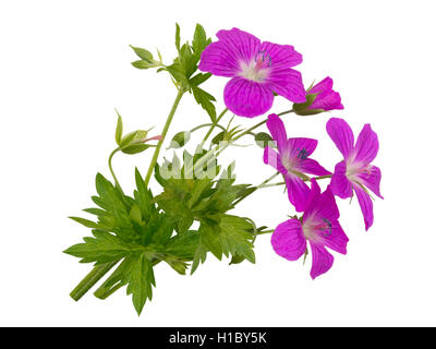 Wild Geranium Blumenstrauß isoliert auf weiss Stockfoto