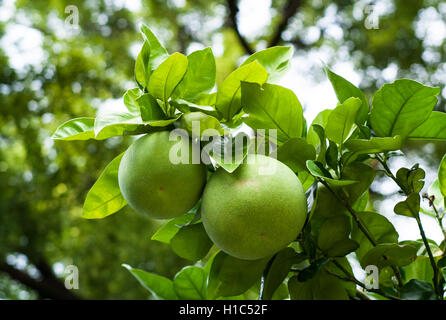 Nahaufnahme der grünen Pomelo Früchte am Baum Stockfoto