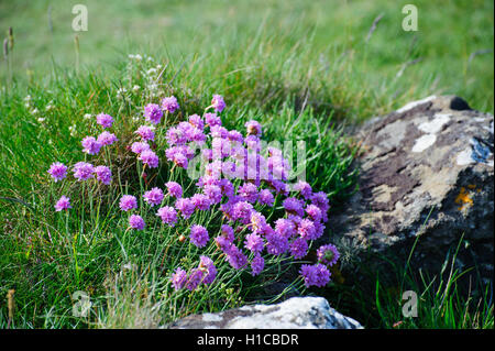 Schöne rosa Blüten. Name Meer Sparsamkeit (Armeria Maritima) wachsenden On The Rocks Stockfoto