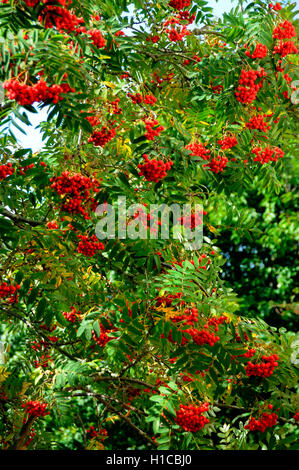 Vogelbeeren Stockfoto