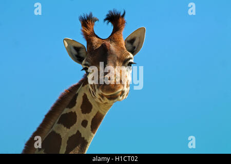 Porträt einer jungen Giraffe Stockfoto