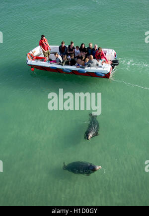 Graue Dichtungen in St Ives Stockfoto