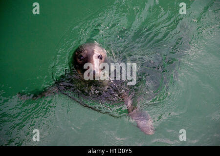 Graue Dichtungen in St Ives Stockfoto