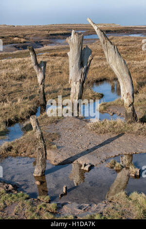 Dornweiler Sümpfe West Norfolk Stockfoto