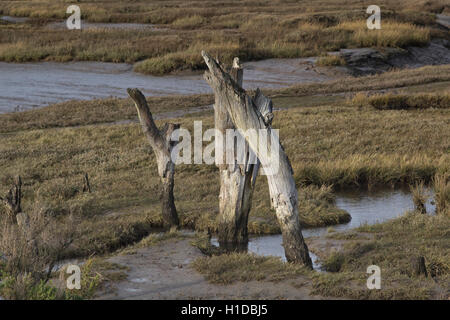 Dornweiler Sümpfe West Norfolk Stockfoto