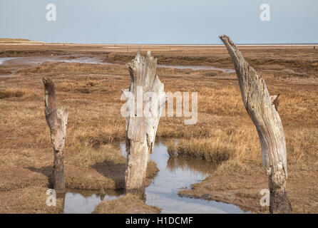 Dornweiler Sümpfe West Norfolk Stockfoto