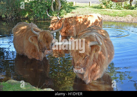 Highland Kühe Abkühlung in einem New-Forest-Teich an einem heißen Sommertag. Stockfoto