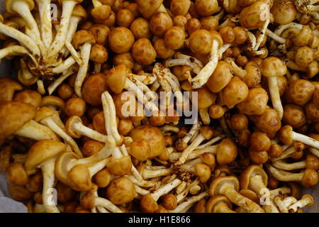 Forest Nameko Pilzen am Bauernmarkt in Summit, NJ, USA.  Manchmal rufen Sie die "Butterscotch" Pilz. Stockfoto