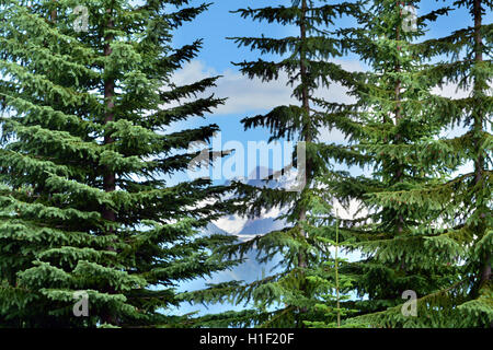 Close-up Wälder schneebedeckte Berge Hintergrund in einen schönen Tag Wanderweg durch Brandywine Wiese, Whistler, BC, Kanada Stockfoto