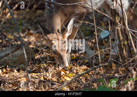 Eine junge männliche gescheckten Whitetailed Hirsch weidet im Wald. Stockfoto