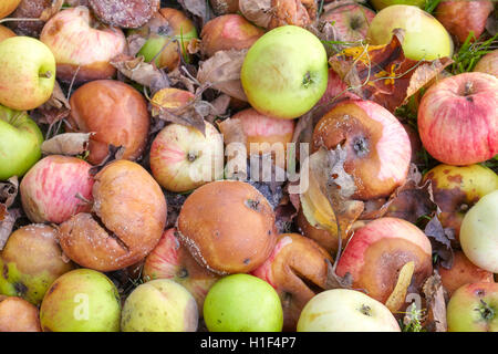 Nahaufnahme Bild der faule Äpfel in einem Garten. Stockfoto