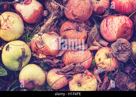 Vintage getönten Nahaufnahme Bild der faule Äpfel in einem Garten. Stockfoto