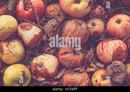 Retro getönten schließen Bild der faule Äpfel in einem Garten. Stockfoto