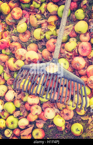 Vintage getönten Rake auf faule Äpfel in einen Garten, Herbst Reinigung Konzept. Stockfoto