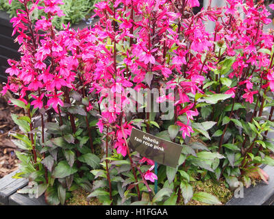 Lobelia "Fan Rose Pink" in voller Blüte. Stockfoto
