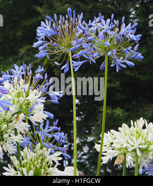 Blaue und weiße Agapanthus (afrikanische Blaue Lilie) Agapanthus Africanus Blumen wachsen, mit einem dunklen natürlichen Hintergrund bei RHS Tatton Park Flower Show 2016. Stockfoto