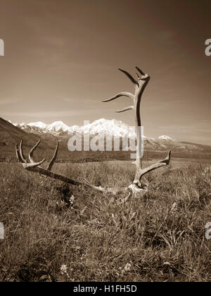 Ansicht des Denali, Great One, umrahmt von Caribou Geweih, von der Eielson Visitor Center, Denali-Nationalpark, Alaska. Stockfoto