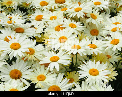 Große weiße Chrysantheme Leucanthemum (Oxeye Gänseblümchen) Blumen wachsen in eine mehrjährige Grenze an Tatton Park Blumenschau, Cheshire, UK im Jahr 2016. Stockfoto