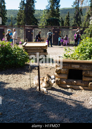 Besucher erkunden die Denali-Hundehütten und erfahren Sie mehr über ihre Schlittenhunde; Denali Nationalpark, Alaska. Stockfoto