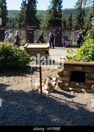 Besucher erkunden die Denali-Hundehütten und erfahren Sie mehr über ihre Schlittenhunde; Denali Nationalpark, Alaska. Stockfoto