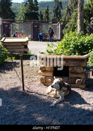 Besucher erkunden die Denali-Hundehütten und erfahren Sie mehr über ihre Schlittenhunde; Denali Nationalpark, Alaska. Stockfoto