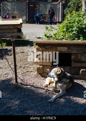 Besucher erkunden die Denali-Hundehütten und erfahren Sie mehr über ihre Schlittenhunde; Denali Nationalpark, Alaska. Stockfoto