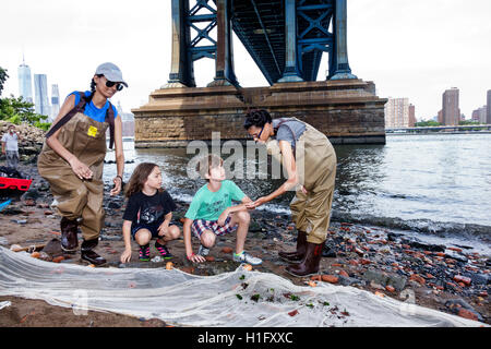 New York City, NY NYC, East River Water, Brooklyn, Dumbo, Brooklyn Bridge Park, Conservancy, Umweltbildung, aquatisches Ökosystem, seine Netz, sammeln s Stockfoto